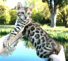 15 of the Weirdest Pets That You Can Actually Own in the UK | The House ...