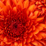 Chrysanthemum