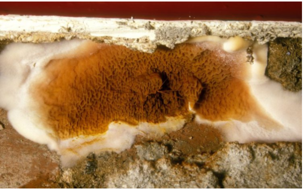 Fungal Growth Dry Rot Image